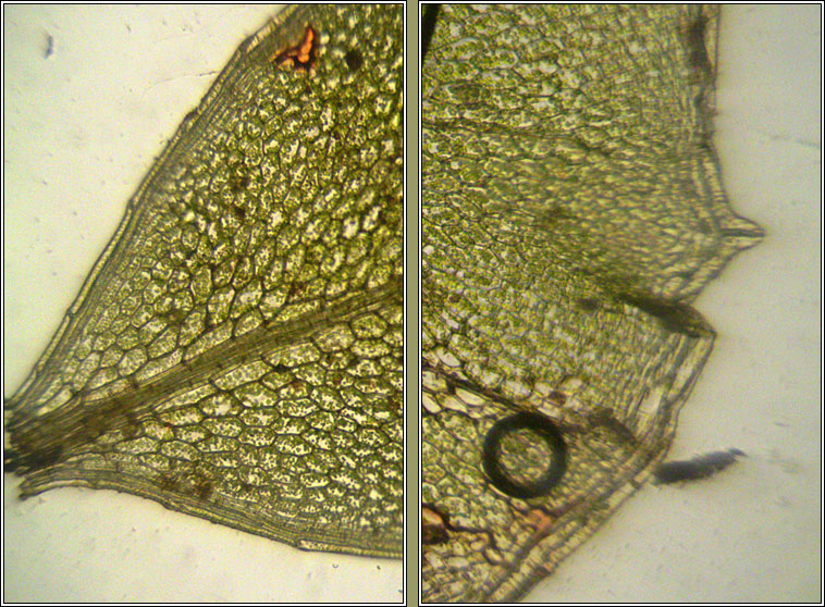 Rhizomnium punctatum, Dotted Thyme-moss