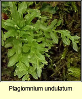 Plagiomnium undulatum, Hart's-tongue Thyme-moss