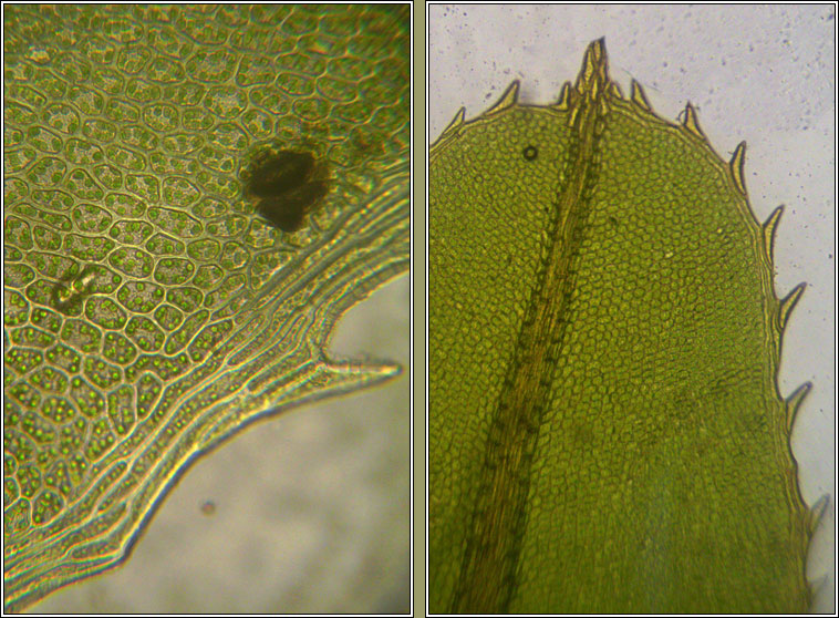 Plagiomnium undulatum, Hart's-tongue Thyme-moss