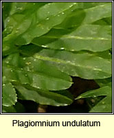 Plagiomnium undulatum, Hart's-tongue Thyme-moss