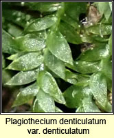 Plagiothecium denticulatum, Dentated Silk-moss