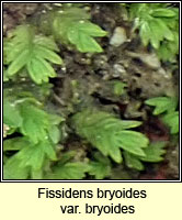 Fissidens bryoides var bryoides, Lesser Pocket-moss