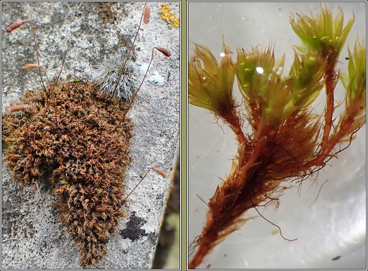 Bryum torquescens or capillare