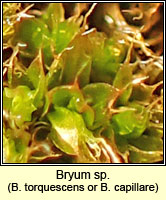 Bryum Q torquescens or capillare