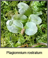 Plagiomnium rostratum, Long-beaked Thyme-moss