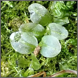 Plagiomnium rostratum, Long-beaked Thyme-moss