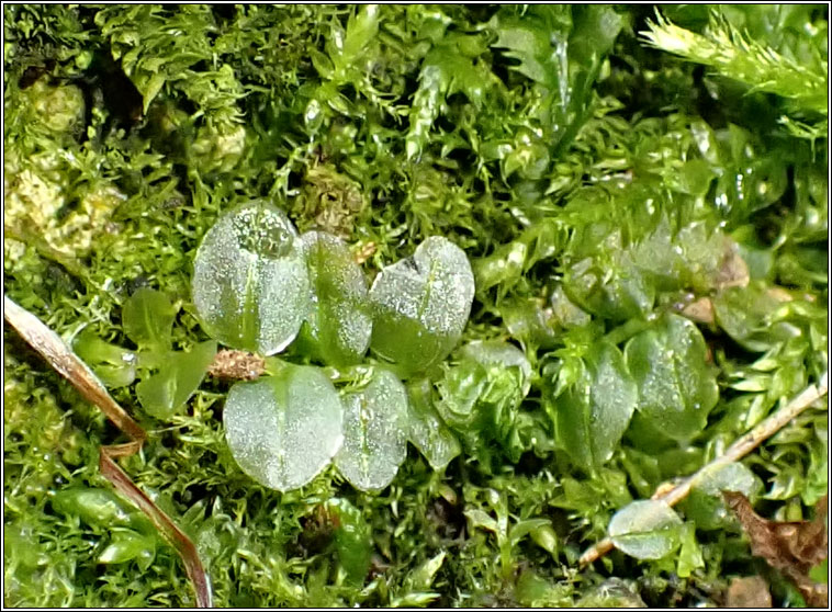 Plagiomnium rostratum, Long-beaked Thyme-moss