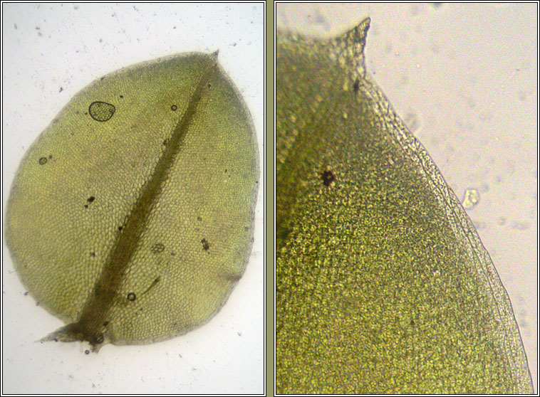 Plagiomnium rostratum, Long-beaked Thyme-moss