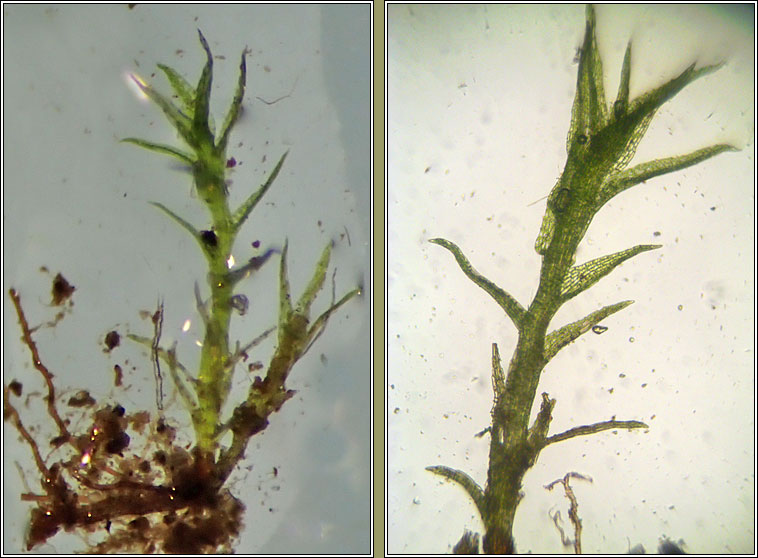 Dicranella staphylina, Field Forklet-moss