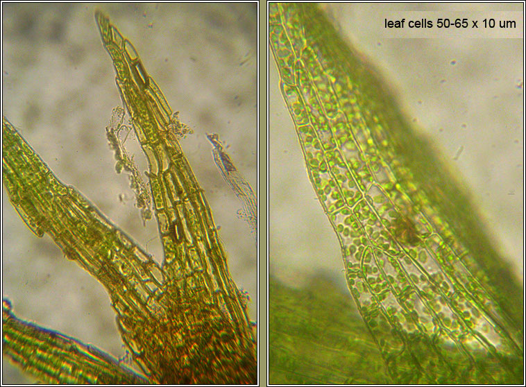 Dicranella staphylina, Field Forklet-moss