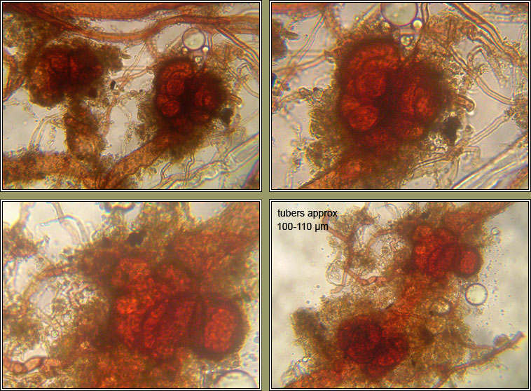 Dicranella staphylina, Field Forklet-moss