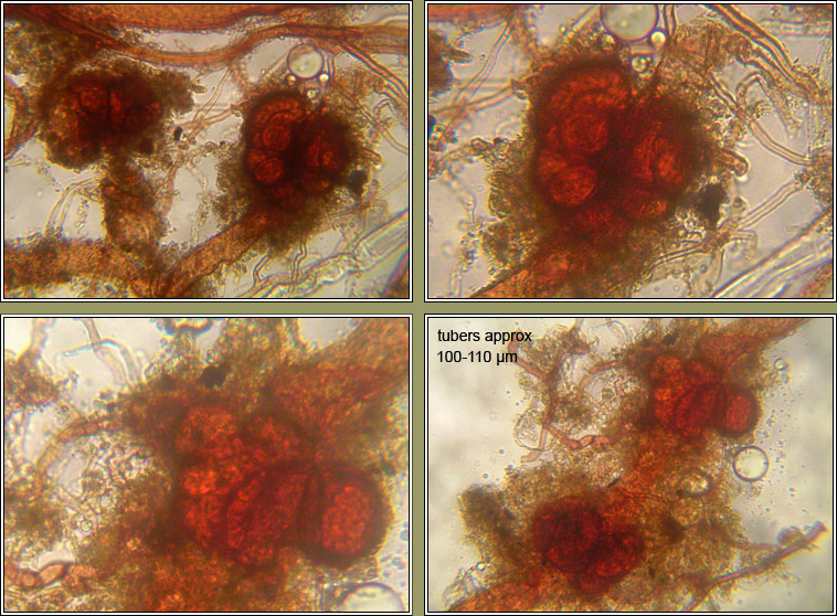 Dicranella staphylina, Field Forklet-moss