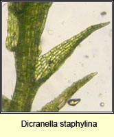 Dicranella staphylina, Field Forklet-moss