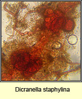 Dicranella staphylina, Field Forklet-moss