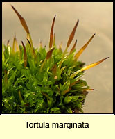 Tortula marginata, Bordered Screw-moss