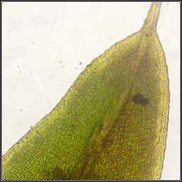 Tortula marginata, Bordered Screw-moss