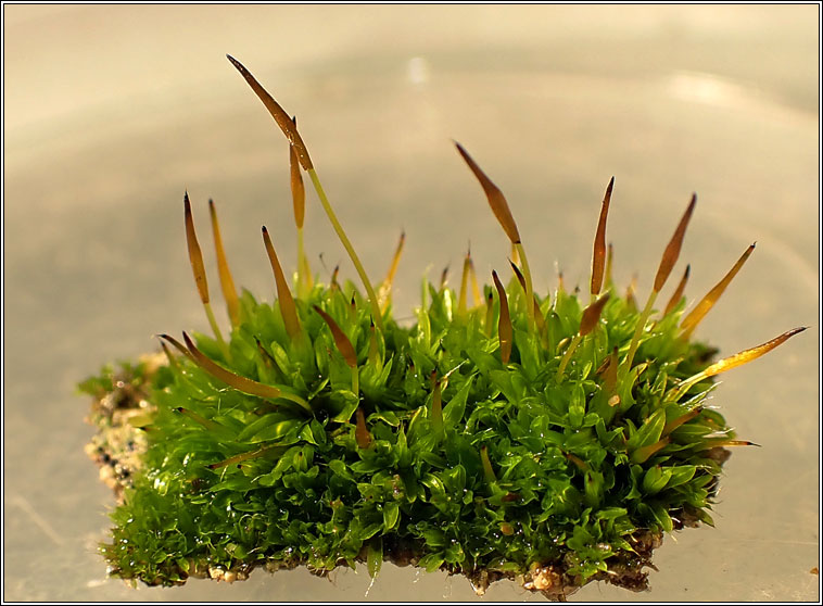 Tortula marginata, Bordered Screw-moss