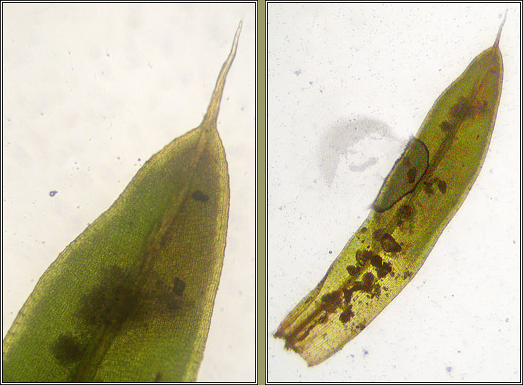 Tortula marginata, Bordered Screw-moss