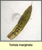 Tortula marginata, Bordered Screw-moss