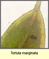 Tortula marginata, Bordered Screw-moss