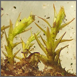 Didymodon nicholsonii, Nicholson's Beard-moss