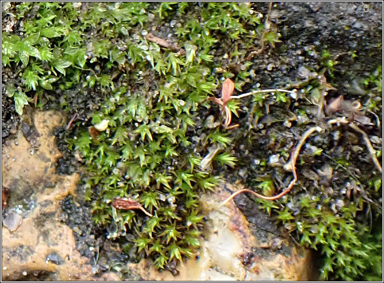 Didymodon nicholsonii, Nicholson's Beard-moss