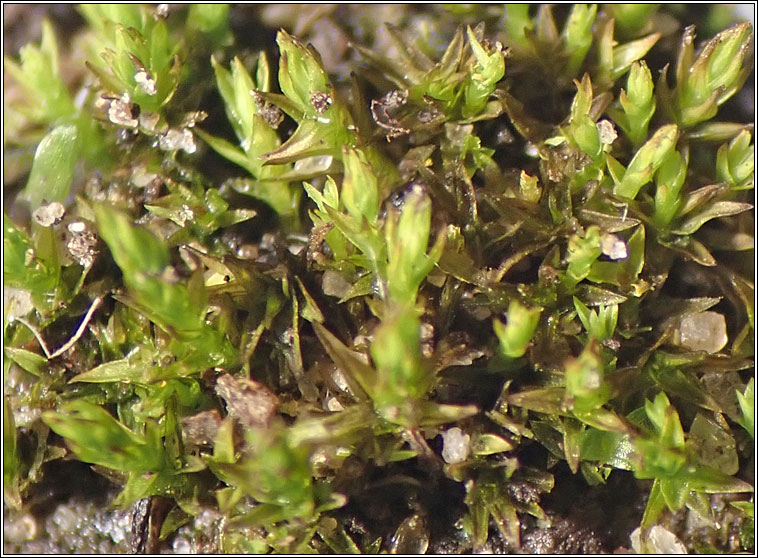 Didymodon nicholsonii, Nicholson's Beard-moss