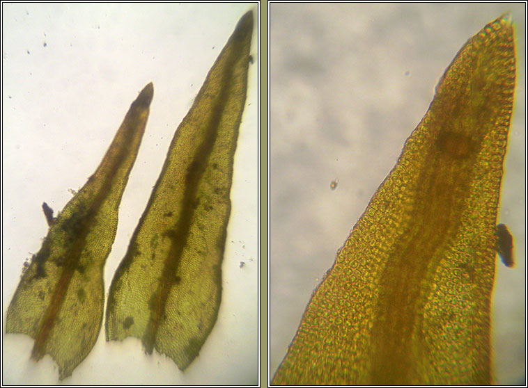 Didymodon nicholsonii, Nicholson's Beard-moss