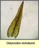 Didymodon nicholsonii, Nicholson's Beard-moss