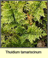 Thuidium tamariscinum, Common Tamarisk-moss