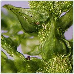 Thuidium tamariscinum, Common Tamarisk-moss