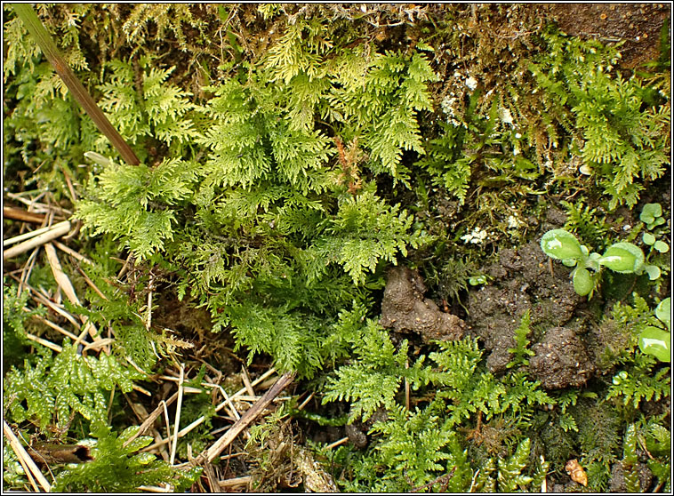 Thuidium tamariscinum, Common Tamarisk-moss