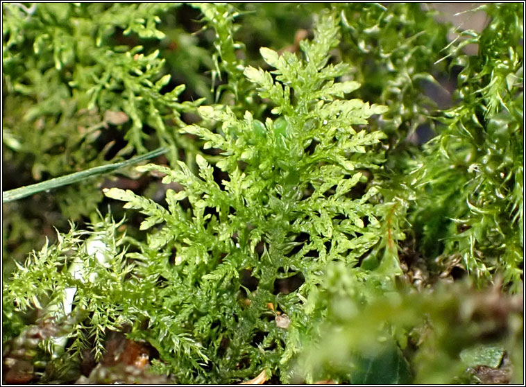 Thuidium tamariscinum, Common Tamarisk-moss