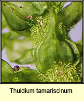 Thuidium tamariscinum, Common Tamarisk-moss