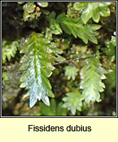 Fissidens dubius, Rock Pocket-moss