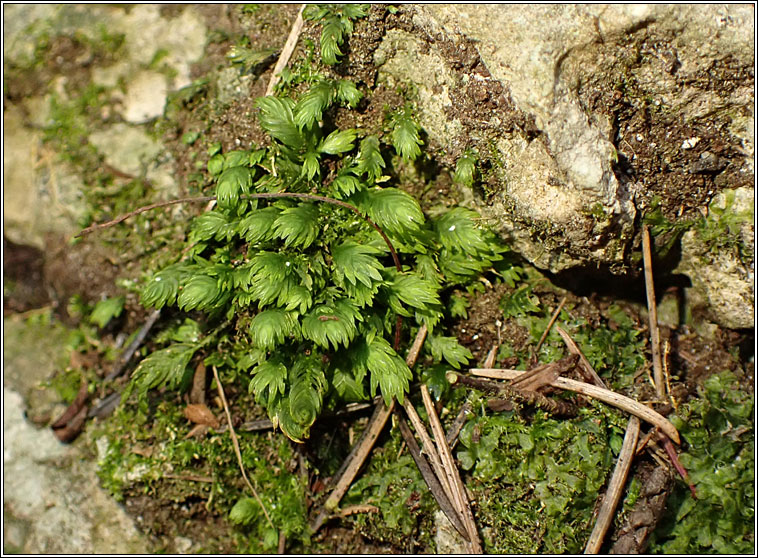 Fissidens dubius, Rock Pocket-moss