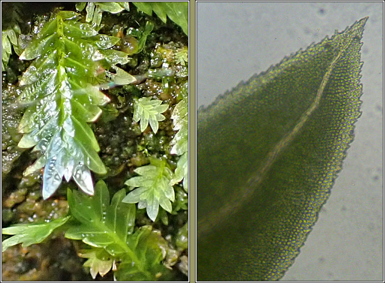 Fissidens dubius, Rock Pocket-moss