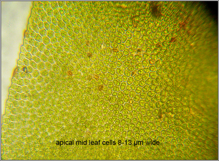 Fissidens dubius, Rock Pocket-moss