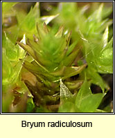 Bryum radiculosum, Wall Thread-moss