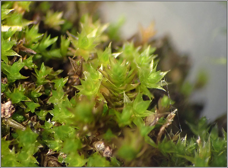 Bryum radiculosum, Wall Thread-moss