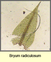 Bryum radiculosum, Wall Thread-moss