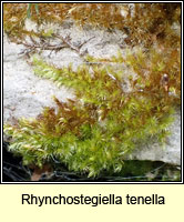 Rhynchostegiella tenella, Tender Feather-moss