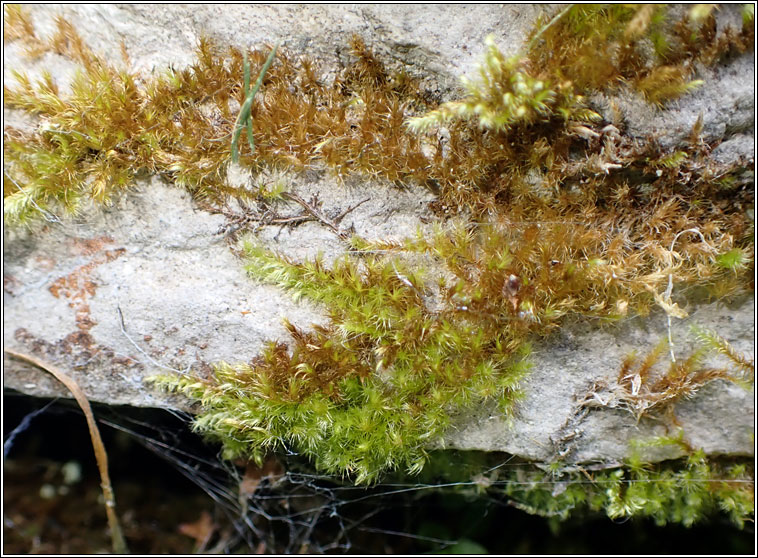 Rhynchostegiella tenella, Tender Feather-moss