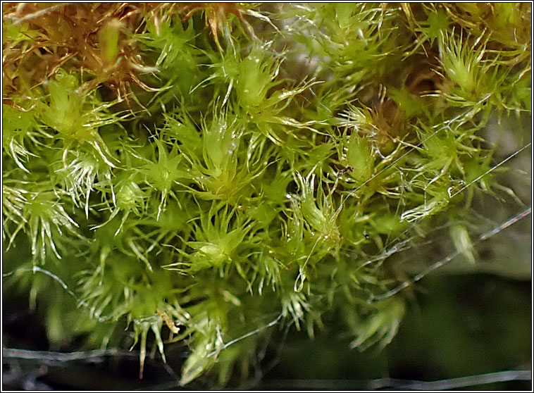 Rhynchostegiella tenella, Tender Feather-moss