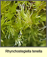 Rhynchostegiella tenella, Tender Feather-moss