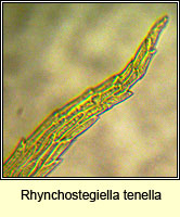 Rhynchostegiella tenella, Tender Feather-moss