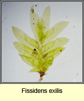 Fissidens exilis, Slender Pocket-moss