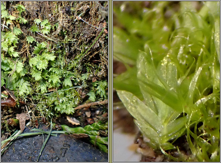 Fissidens exilis, Slender Pocket-moss