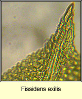 Fissidens exilis, Slender Pocket-moss