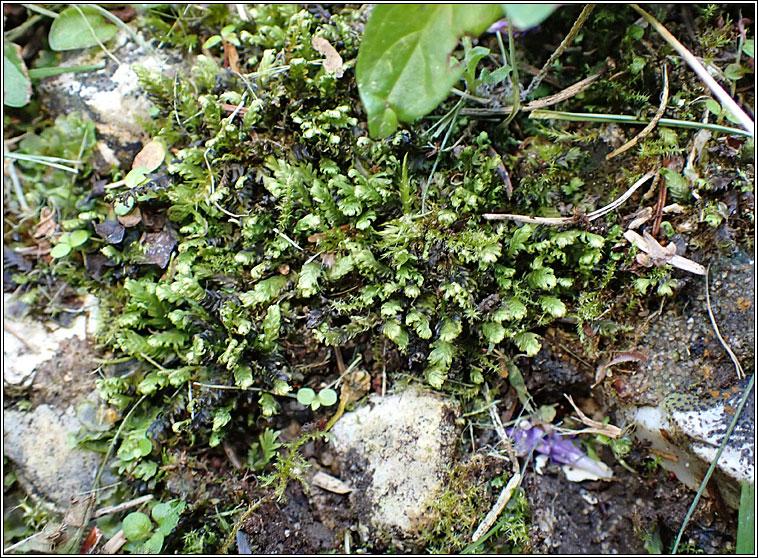 Fissidens adianthoides, Maidenhair Pocket-moss